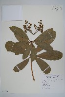 黑板樹藏品圖，第1張