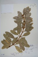 蘭嶼念珠藤藏品圖，第1張