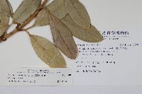 蘭嶼念珠藤藏品圖，第2張