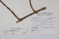 蘭嶼念珠藤藏品圖，第2張