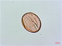 小葉雙蝴蝶、小葉肺形草藏品圖，第2張