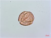 小葉雙蝴蝶、小葉肺形草藏品圖，第3張