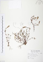 玉山龍膽藏品圖，第1張