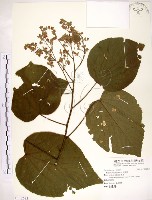 克蘭樹藏品圖，第1張