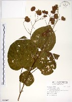 克蘭樹藏品圖，第1張