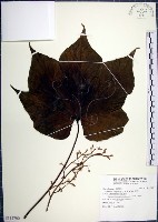 梧桐藏品圖，第1張