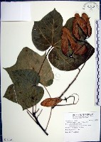 梧桐藏品圖，第1張