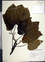 梧桐藏品圖，第1張