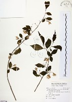烏皮九芎、奮起湖野茉莉藏品圖，第1張