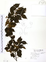 烏皮九芎、奮起湖野茉莉藏品圖，第1張