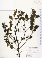 烏皮九芎、奮起湖野茉莉藏品圖，第1張