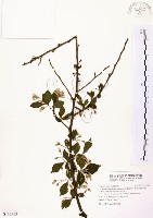 烏皮九芎、奮起湖野茉莉藏品圖，第1張