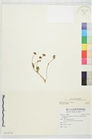 登錄號:S112773藏品圖，第1張