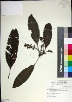 山枇杷、臺灣枇杷藏品圖，第1張