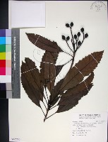 山枇杷、臺灣枇杷藏品圖，第1張