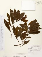 黃肉樹, 小梗木薑子藏品圖，第1張