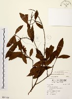 黃肉樹, 小梗木薑子藏品圖，第1張