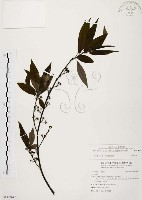 山胡椒藏品圖，第1張