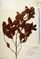 黃肉樹, 小梗木薑子藏品圖，第1張