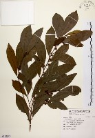 黃肉樹, 小梗木薑子藏品圖，第1張