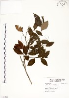 內苳子藏品圖，第1張