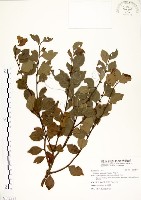 內苳子藏品圖，第1張