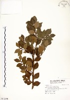 內苳子藏品圖，第1張