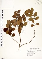 內苳子藏品圖，第1張