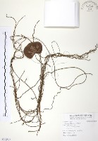 無根草藏品圖，第1張