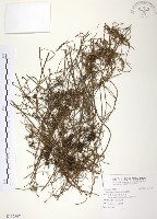 無根草藏品圖，第1張