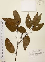 土肉桂藏品圖，第1張