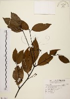 土肉桂藏品圖，第1張