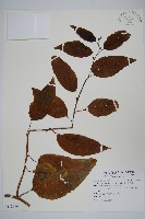 多子漿果莧藏品圖，第1張