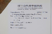 多子漿果莧藏品圖，第2張