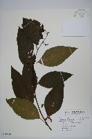 多子漿果莧藏品圖，第1張