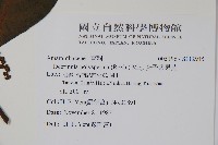 多子漿果莧藏品圖，第2張