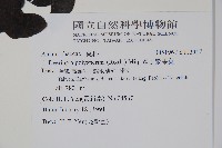 多子漿果莧藏品圖，第2張