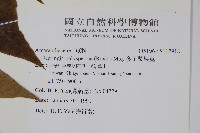 多子漿果莧藏品圖，第2張