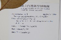 多子漿果莧藏品圖，第2張