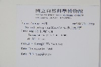 多子漿果莧藏品圖，第2張