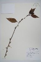 多子漿果莧藏品圖，第1張