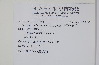 多子漿果莧藏品圖，第2張