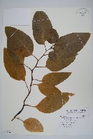 多子漿果莧藏品圖，第1張