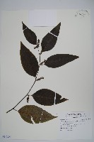 多子漿果莧藏品圖，第1張