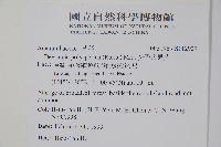 多子漿果莧藏品圖，第2張