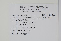 漿果莧、紐藤藏品圖，第2張