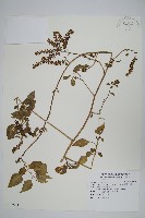 漿果莧、紐藤藏品圖，第1張