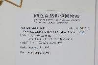 漿果莧、紐藤藏品圖，第2張