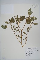 野莧菜藏品圖，第1張