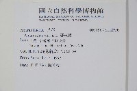 野莧菜藏品圖，第2張